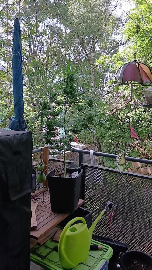 Original Skunk meets Auto