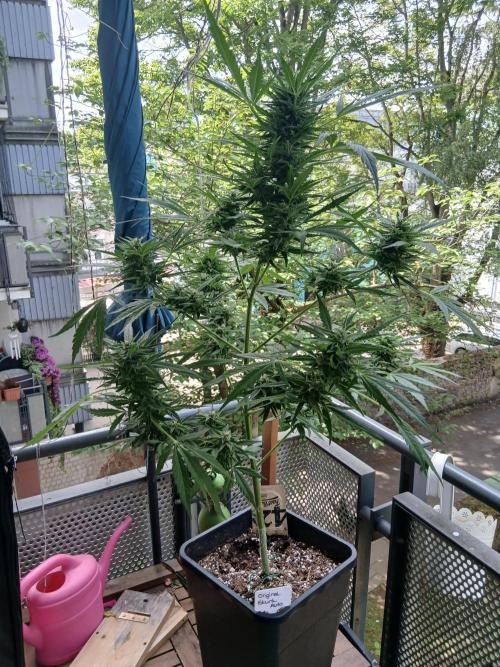 Original Skunk meets Auto. Week 11