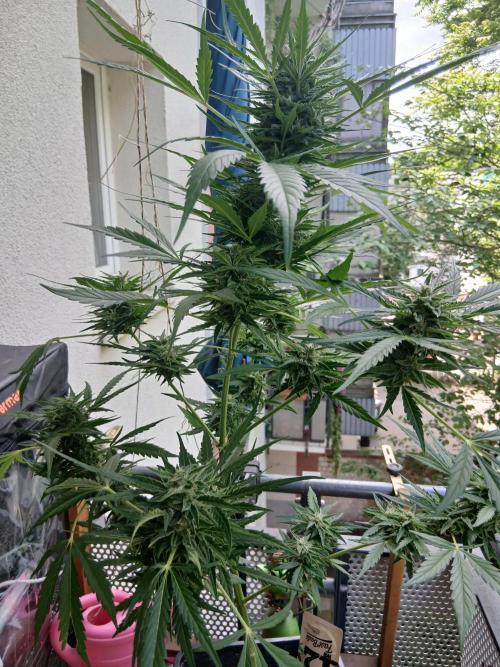 Original Skunk meets Auto. Week 11