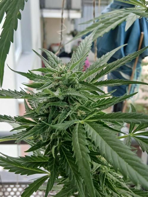 Original Skunk meets Auto. Week 11