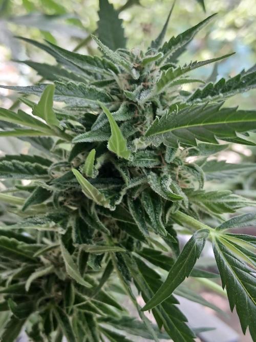 Original Skunk meets Auto. Week 11
