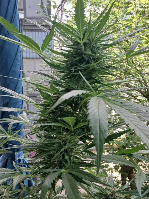 Original Skunk meets Auto. Week 11