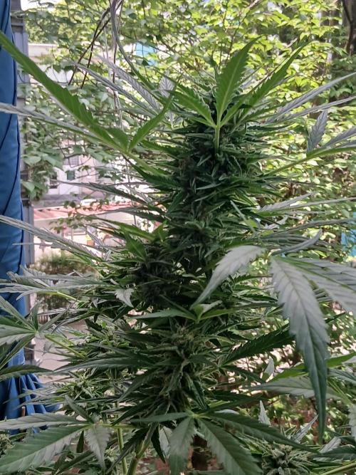 Original Skunk meets Auto. Week 11