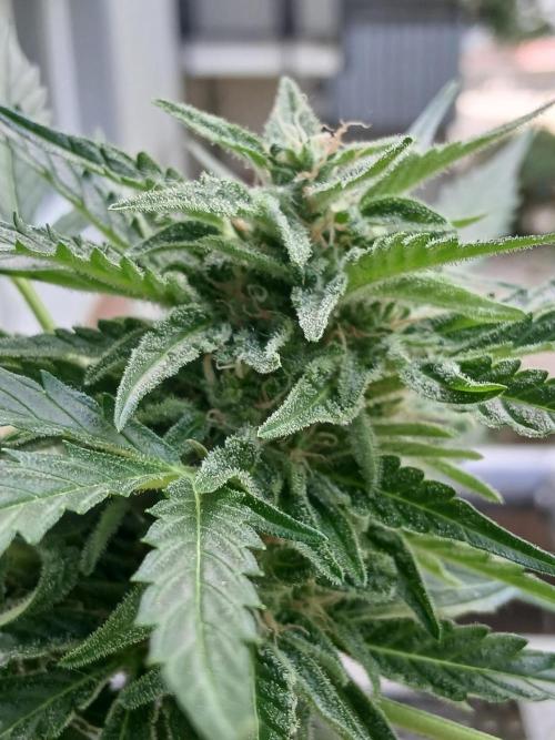Original Skunk meets Auto. Week 11