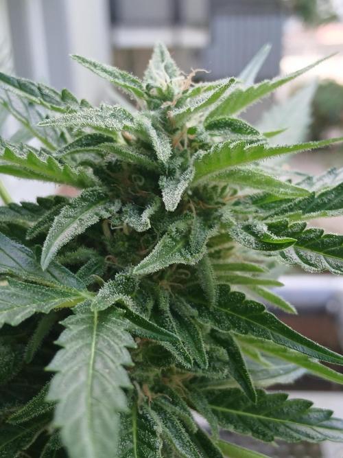 Original Skunk meets Auto. Week 11