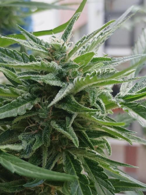 Original Skunk meets Auto. Week 11