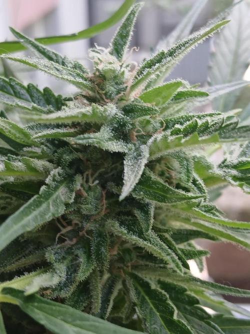 Original Skunk meets Auto. Week 11
