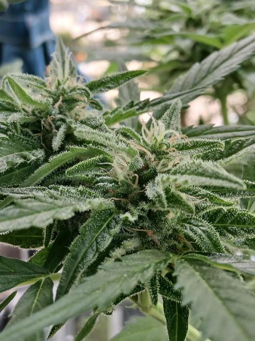 Original Skunk meets Auto. Week 11