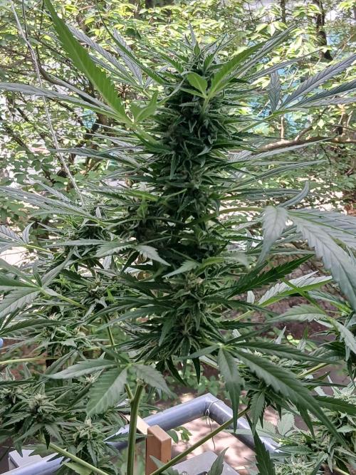 Original Skunk meets Auto. Week 11