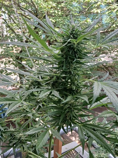 Original Skunk meets Auto. Week 11