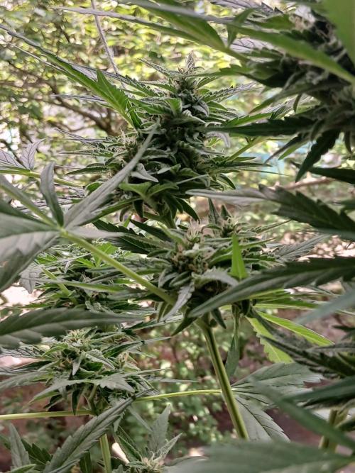 Original Skunk meets Auto. Week 11