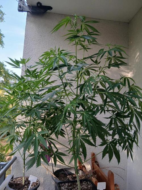 Super Sativa Seed Club Outdoor Version. Week 11