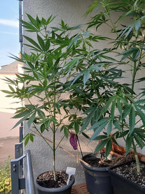 Super Sativa Seed Club Outdoor Version. Week 11