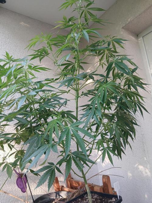 Super Sativa Seed Club Outdoor Version. Week 11
