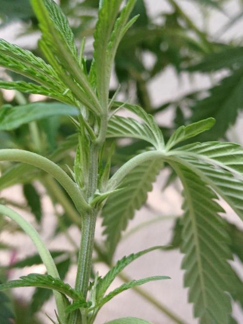 Super Sativa Seed Club Outdoor Version. Week 11