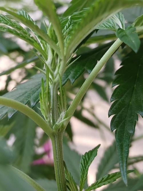 Super Sativa Seed Club Outdoor Version. Week 11