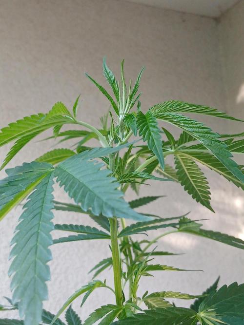 Super Sativa Seed Club Outdoor Version. Week 11