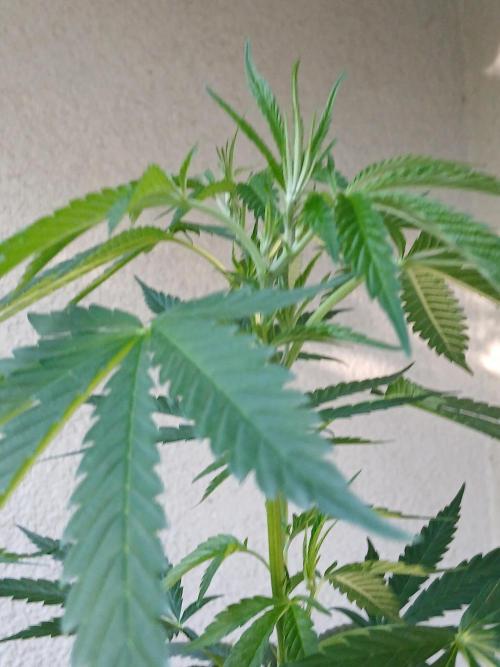 Super Sativa Seed Club Outdoor Version. Week 11