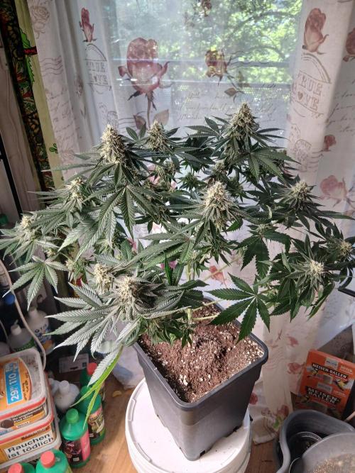 Super Sativa Seed Club Soil Version. Week 11