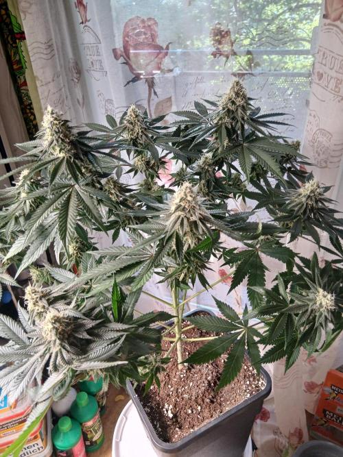 Super Sativa Seed Club Soil Version. Week 11