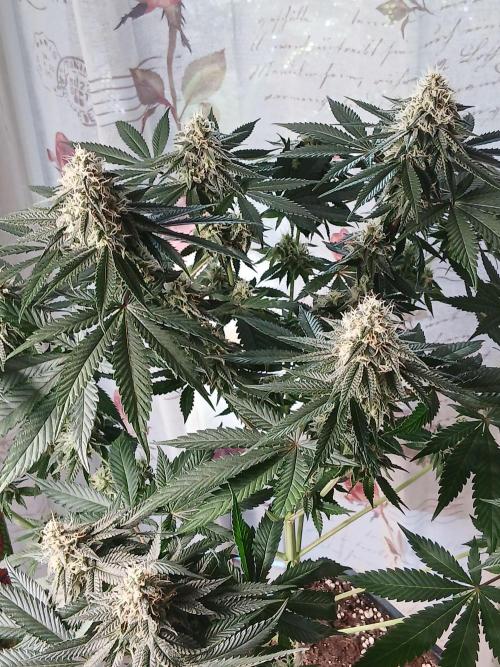 Super Sativa Seed Club Soil Version. Week 11