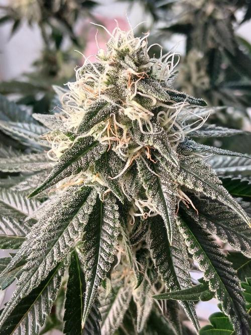 Super Sativa Seed Club Soil Version. Week 11
