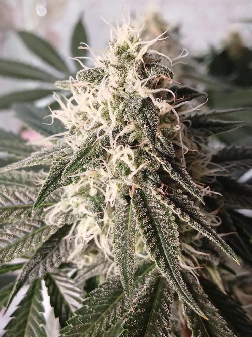 Super Sativa Seed Club Soil Version. Week 11