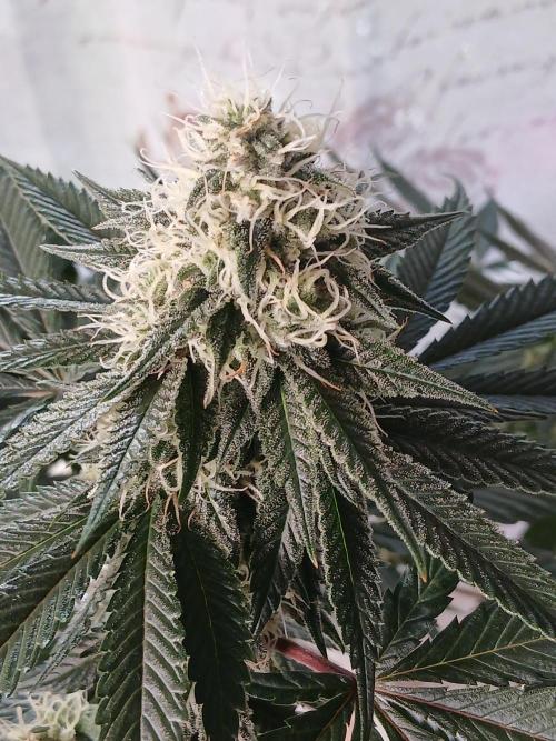 Super Sativa Seed Club Soil Version. Week 11