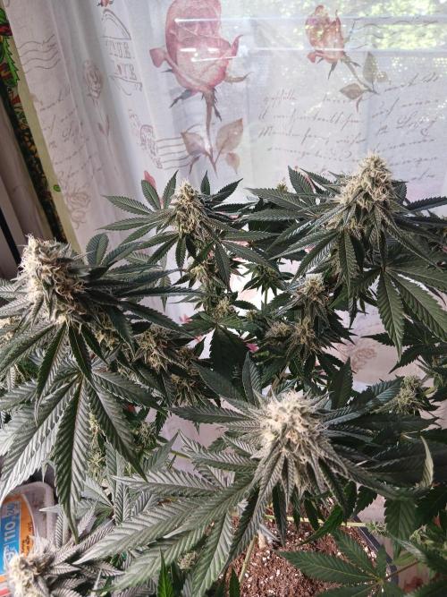 Super Sativa Seed Club Soil Version. Week 11