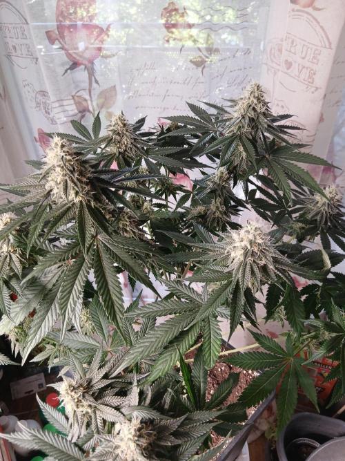 Super Sativa Seed Club Soil Version. Week 11