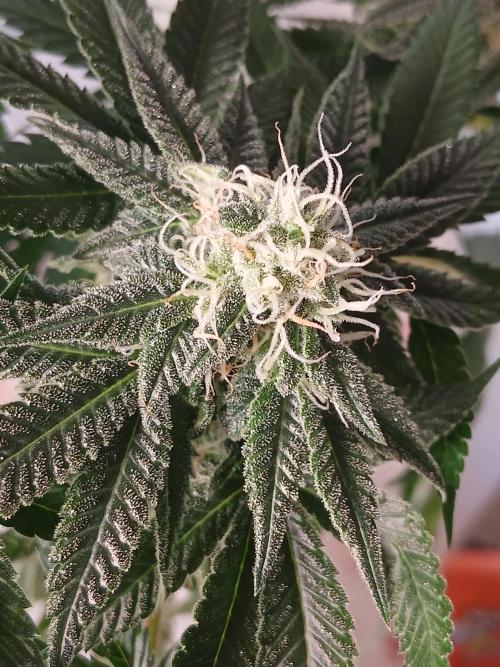 Super Sativa Seed Club Soil Version. Week 11