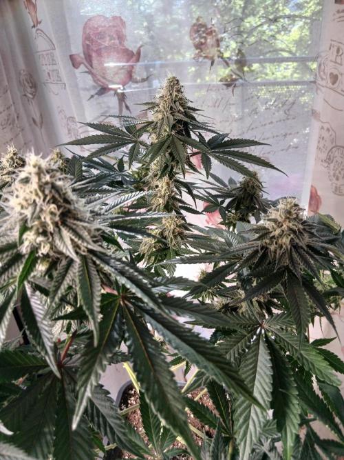 Super Sativa Seed Club Soil Version. Week 11