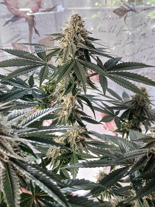 Super Sativa Seed Club Soil Version. Week 11