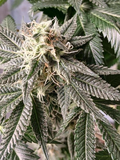 Super Sativa Seed Club Soil Version. Week 11