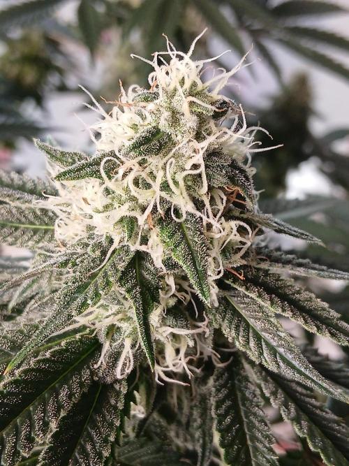 Plant stand with LED grow . Week 11