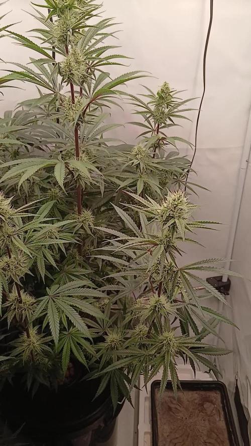 Super Sativa Seed Club DWC Version