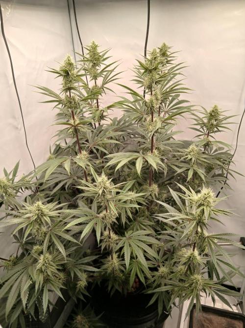 Super Sativa Seed Club DWC Version. Week 11