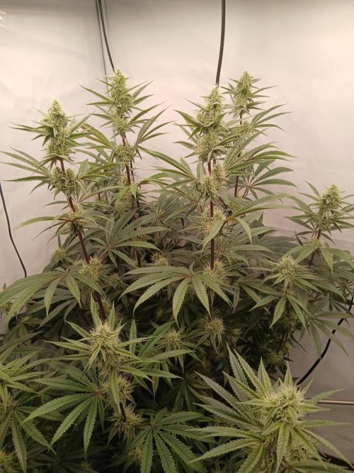 Super Sativa Seed Club DWC Version. Week 11