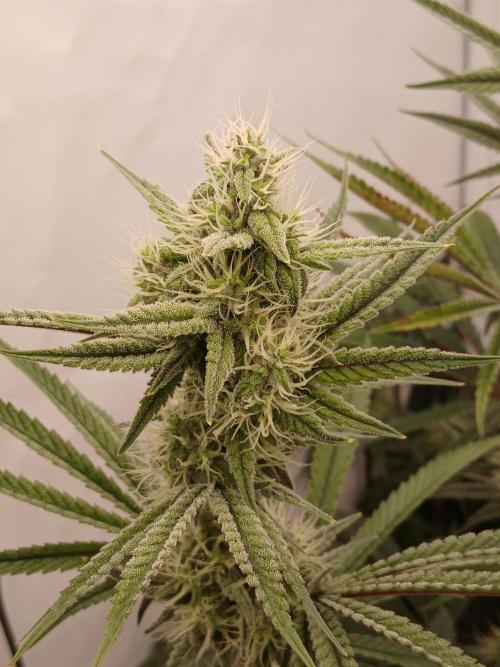 Super Sativa Seed Club DWC Version. Week 11