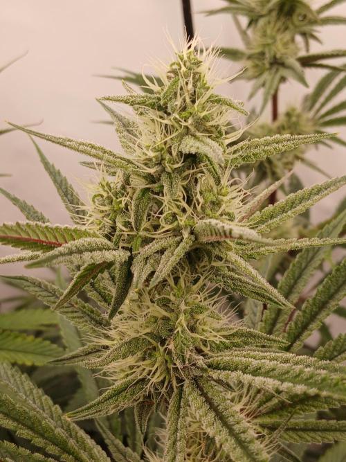 Super Sativa Seed Club DWC Version. Week 11