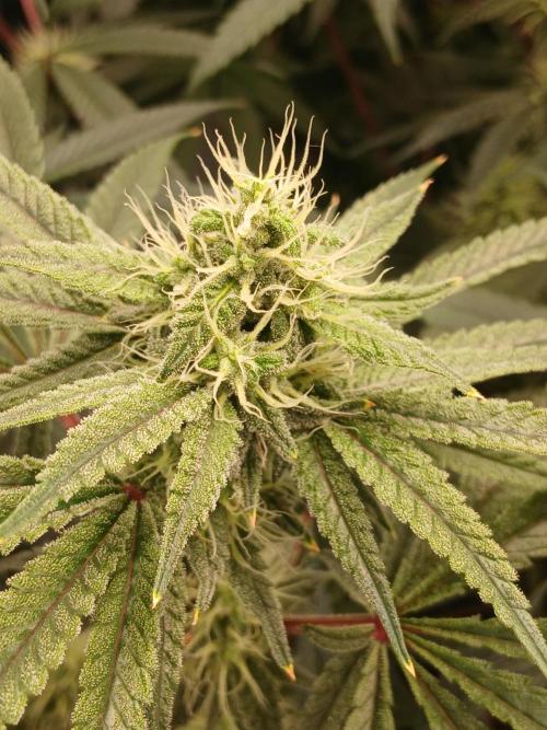 Super Sativa Seed Club DWC Version. Week 11