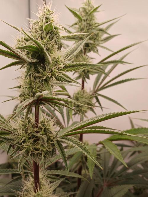 Super Sativa Seed Club DWC Version. Week 11