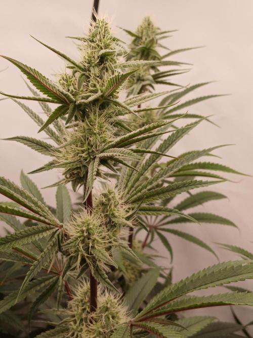 Super Sativa Seed Club DWC Version. Week 11