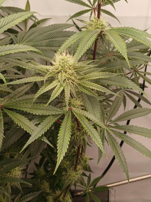 Super Sativa Seed Club DWC Version. Week 11