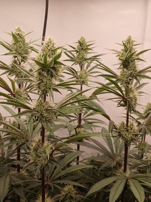 Super Sativa Seed Club DWC Version. Week 11