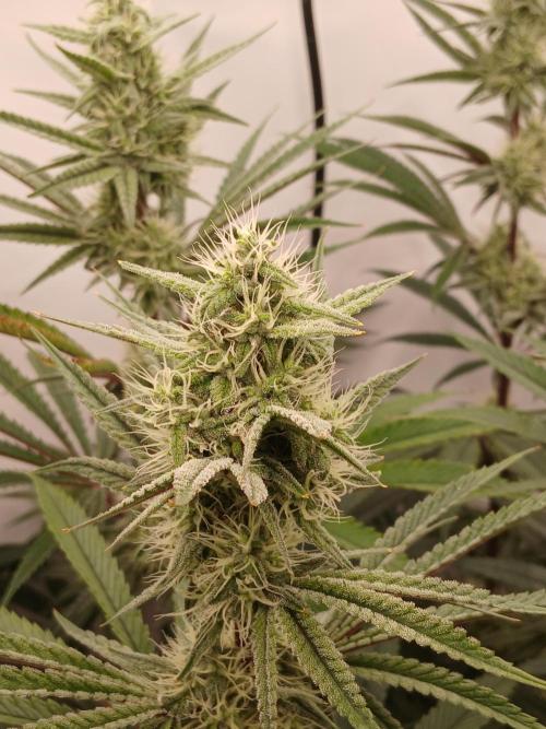 The White Sweet Candy OG One . Week 11