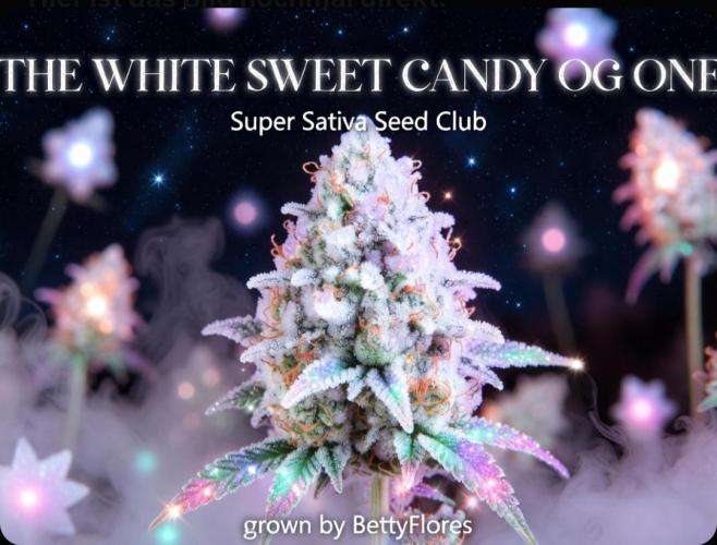 Super Sativa Seed Club Outdoor Version. Week 11