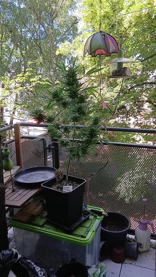 Original Skunk meets Auto