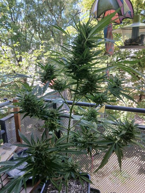 Original Skunk meets Auto. Week 12