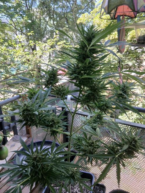Original Skunk meets Auto. Week 12